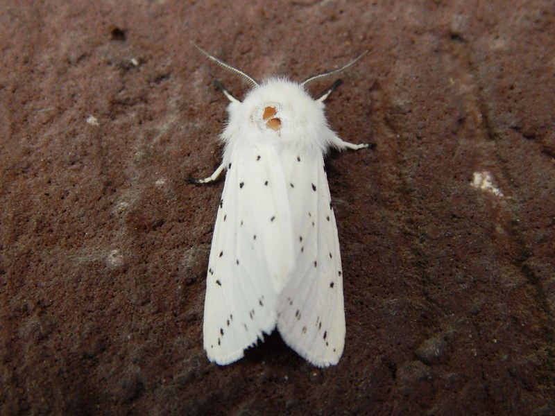 Spilosoma urticae